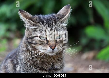 Beleidigte Katze sitzt auf einer Sommerstraße. Portrait von wütend Haustier mit grünen Augen im Freien Stockfoto