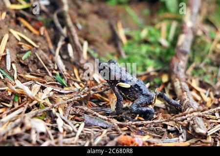 Eine junge Westkröte (Anaxirus boreas), die durch den Waldboden des gemäßigten Regenwaldes in der Nähe des Campbell River, Vancouver Island, Kanada, wandert. Stockfoto