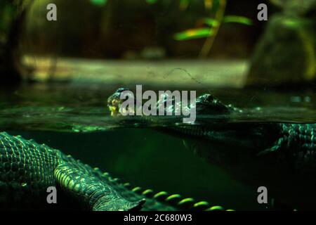 Gavialkrokodil unter Wasser im Aquarium aus nächster Nähe Stockfoto