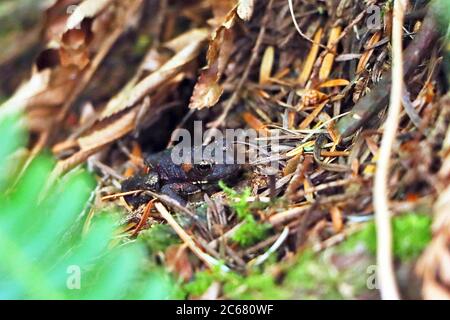 Eine junge Westkröte (Anaxirus boreas), die durch den Waldboden des gemäßigten Regenwaldes in der Nähe des Campbell River, Vancouver Island, Kanada, wandert. Stockfoto