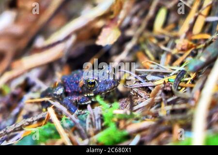 Eine junge Westkröte (Anaxirus boreas), die durch den Waldboden des gemäßigten Regenwaldes in der Nähe des Campbell River, Vancouver Island, Kanada, wandert. Stockfoto