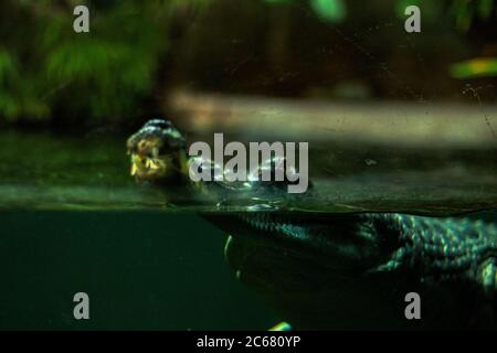 Gavialkrokodil unter Wasser im Aquarium aus nächster Nähe Stockfoto