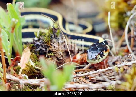 Eine Puget Sound Garter Snake (Thamnophis sertalis pickeringii) schlängelt sich durch das Gras in Brown's Bay in der Nähe des Campbell River auf Vancouver Island, Kanada. Stockfoto