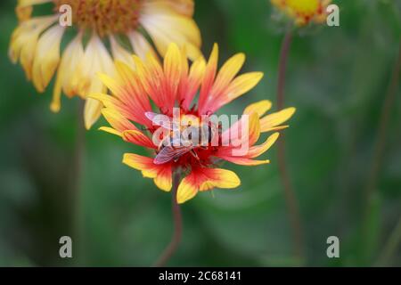Bienen sammeln Pollen von schönen Blumen (Gaillardia pulchella) kennen sie als Feuerrad, indische Decke oder sundance Stockfoto