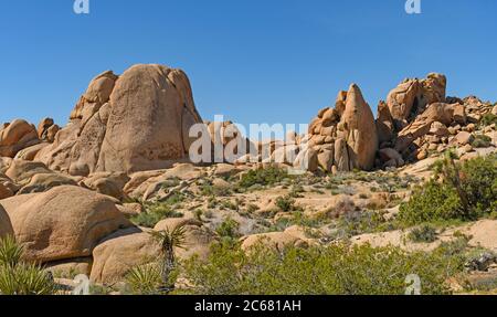 Arid Panorama in der Wüste Frühling im Joshua Tree National Monument in Kalifornien Stockfoto