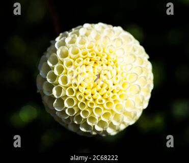 Nahaufnahme der Dahlia in voller Blüte, Oakland, Kalifornien, USA Stockfoto