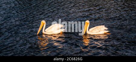 Zwei Pelikane (Pelecanus) Lake Merritt, Oakland, Kalifornien, USA Stockfoto