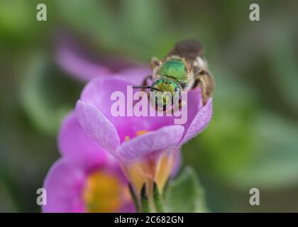Vorderansicht Nahaufnahme der grünen Wildbiene auf rosa Blume Stockfoto
