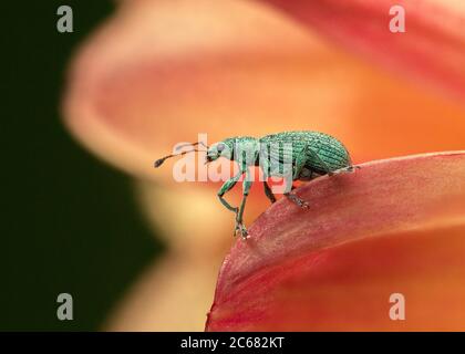 Makro-Seitenansicht von Green Immigrant Leaf Weevil auf orange Blume Stockfoto