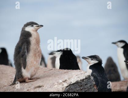 Ein junger Chinstrap Pinguin (Pygoscelis antarctica) auf Signy Island, South Shetlands, Antarktis Stockfoto