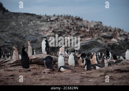 Chinstrap Pinguin (Pygoscelis antarctica) Kolonie auf Signy Island, Süd Shetlands, Antarktis Stockfoto