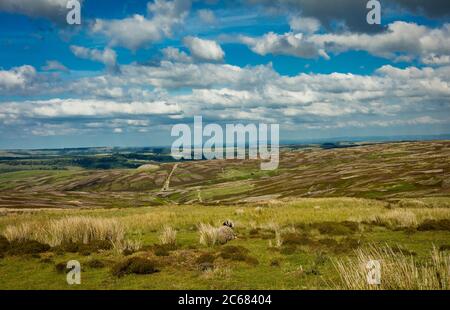 Ein Mutterschaf mit Aussicht. Ein Swaledale ewe bewundern die Aussicht über Grinton Grouse Moor in der Nähe von Reeth in North Yorkshire. Ein buntes Farbspiel in S Stockfoto