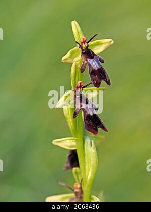 Fliegenorchidee (Ophrys insectifera) Cumbria, England, Großbritannien Stockfoto