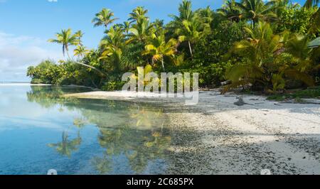 Kokospalmen und Vegetation am tropischen Strand, Tapuaetai Motu in Aitutaki Lagune, Aitutaki, Cook Inseln Stockfoto