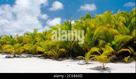 Blick auf Palmen auf Aitutaki Lagoon, Aitutaki, Cook Islands Stockfoto