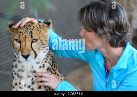 Frau Haustiere und Posen mit gefangenenGepard in Köcher Tree Forest, Keetmanshoop, Namibia Stockfoto