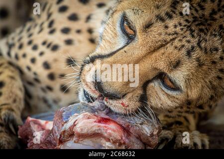 Gepard in Gefangenschaft ernährt sich von Fleischplatte im Köcher Tree Forest, Keetmanshoop, Namibia Stockfoto