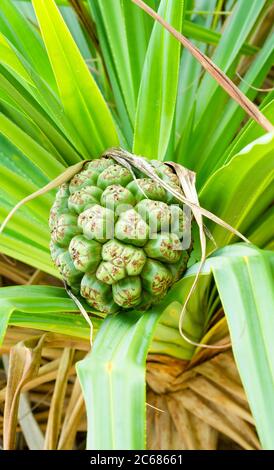 Nahaufnahme von Pandanus Frucht auf Baum, Aitutaki Lagune, Aitutaki, Cook Inseln Stockfoto