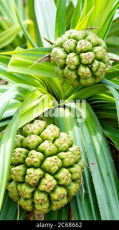 Nahaufnahme von Pandanus Frucht auf Baum, Aitutaki Lagune, Aitutaki, Cook Inseln Stockfoto