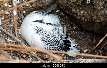 Nahaufnahme des Seewedelvogels (Phaethon lepturus) im Nest, Aitutaki Lagoon, Aitutaki, Cook Islands Stockfoto