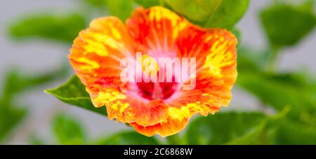 Nahaufnahme der Hibiskusblüte, Arorangi, Rarotonga, Cook Islands Stockfoto