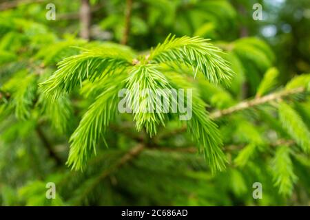 Junge Frühlingsfichte Triebe auf den Zweigen der Fichte. Stockfoto