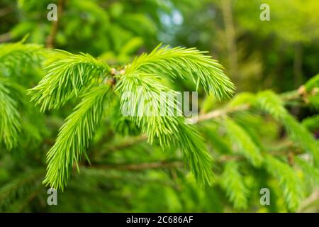 Junge Frühlingsfichte Triebe auf den Zweigen der Fichte. Stockfoto