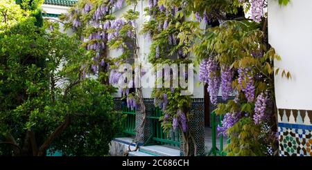 Blühende Glyzinien Blumen an der Großen Moschee, Paris, Frankreich Stockfoto