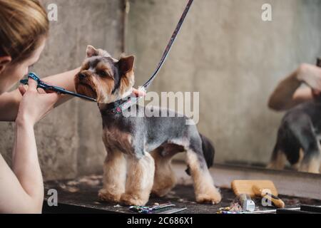 Prozess der endgültigen Scherung eines Hundes Haar mit einer Schere. Fang eines Hundes Blick Stockfoto