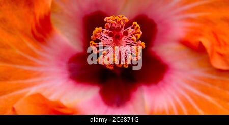 Nahaufnahme der Hibiscus Blume, Pinole, Contra Costa, Kalifornien, USA Stockfoto