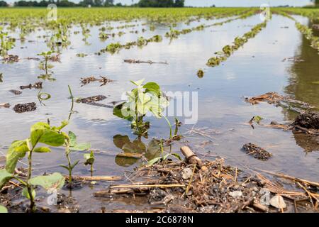 Sojabohnenfarmfeld mit stehendem Wasser überflutet. Konzept von Ernteschäden, Versicherungen, Überschwemmungen und Ertragsverlusten Stockfoto