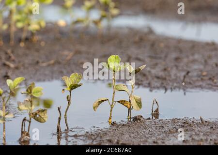 Sojabohnenfarmfeld mit stehendem Wasser überflutet. Konzept von Ernteschäden, Versicherungen, Überschwemmungen und Ertragsverlusten Stockfoto