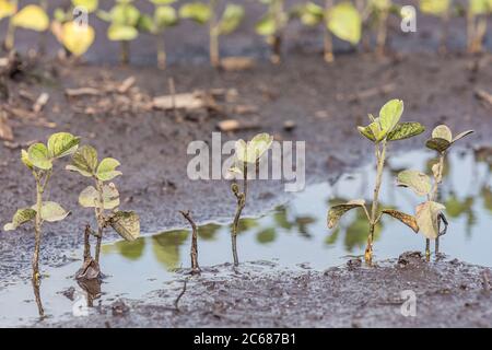 Sojabohnenfarmfeld mit stehendem Wasser überflutet. Konzept von Ernteschäden, Versicherungen, Überschwemmungen und Ertragsverlusten Stockfoto