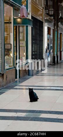 Ansicht der Katze in der Passage Verdeau, 9. Arrondissement, Paris, Frankreich Stockfoto