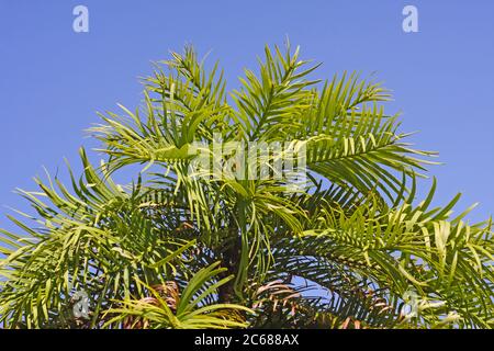 Nahaufnahme von wollemi Baum (Araucariaceae) Stockfoto