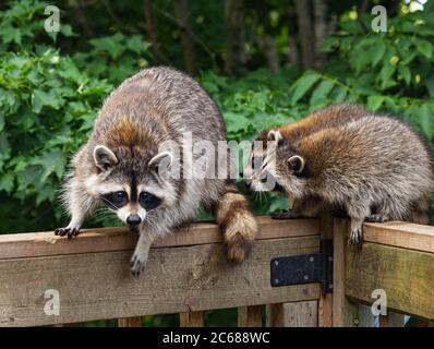 Mutter und zwei Waschbären auf einem Holzgeländer. Stockfoto