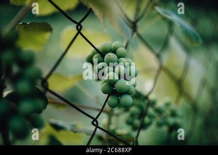 Grüne Trauben reifen auf der Rebe in einem Weinberg Nahaufnahme. Stockfoto