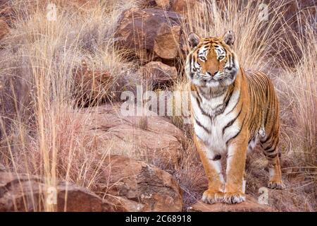 Eine wunderschöne weibliche Tigerin (Latein- Panthera tigris) steht auf der Kamera, getarnt von ihrer natürlichen Umgebung in einem Wildreservat. Stockfoto