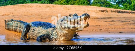 Caiman (Caiman yacare), Matogrossense-Nationalpark, Brasilien Stockfoto