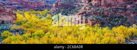 Blick auf den Herbstwald im Tal, Cottonwoods, Grand Staircase-Escalante National Monument, Utah, USA Stockfoto