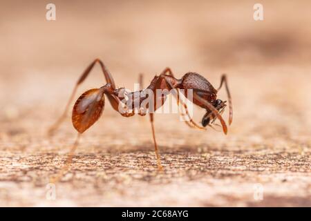 Eine Spine-wasisted Ant (Aphaenogaster fulva) Arbeiter trägt eine kleine Wespe zurück zu seiner Kolonie. Stockfoto