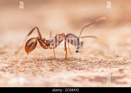 Eine Spine-wasisted Ant (Aphaenogaster fulva) Arbeiter trägt eine kleine Wespe zurück zu seiner Kolonie. Stockfoto