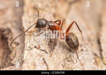 Eisenhaltige Zimmermähner (Camponotus chromaiodes) Stockfoto