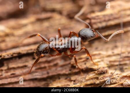 Stachelwasisted Ant (Aphaenogaster picea) Stockfoto