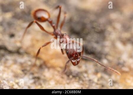 Wirbelsäulenwasisted Ant (Aphaenogaster fulva) Stockfoto