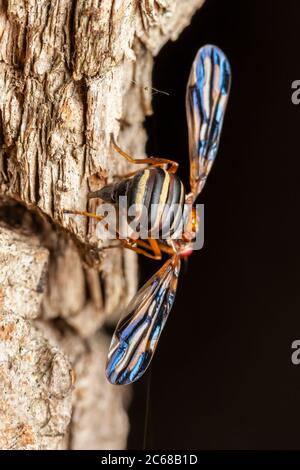 Eine weibliche Bildflügelfliege (Idana marginata) oviposits in die Rinde eines Black Locust (Robinia pseudoacaccia ) Baums. Stockfoto