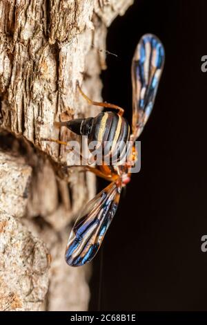 Eine weibliche Bildflügelfliege (Idana marginata) oviposits in die Rinde eines Black Locust (Robinia pseudoacaccia ) Baums. Stockfoto