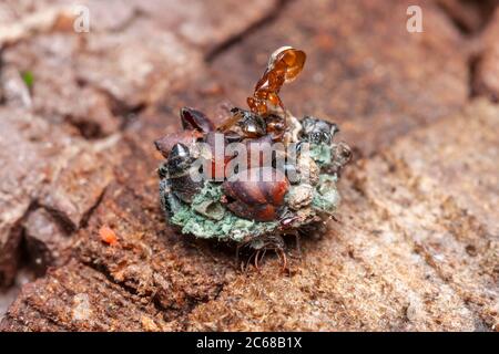 Eine grüne Lacewing (Chrysopadae) Larve trägt Trümmer auf dem Rücken als Tarnung. Stockfoto