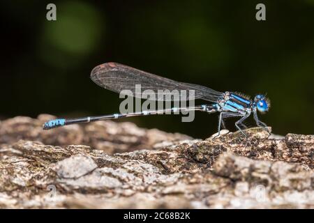 Blau-beringte Tänzerin (Argia sedula) - Männlich Stockfoto