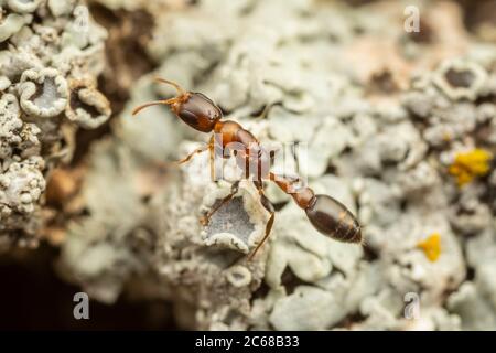 Eine Zwergant (Pseudomyrmex ejectus) Arbeiter jagt auf einem Flechten bedeckten Baumstamm. Stockfoto